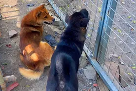 老马失前蹄，这个狗我确实看走眼了视频封面