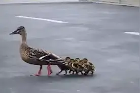 妈妈去哪儿我去哪儿