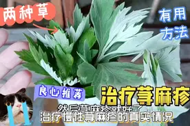 推荐这两种草浑身是宝，可以治疗慢性荨麻疹，真实经验分享视频封面