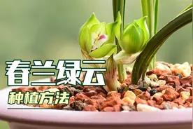 春兰绿云怎么种养？