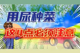 用尿种植蔬菜的4个注意事项，做对了，蔬菜又快又绿