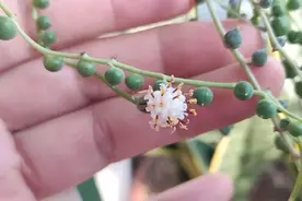 佛珠寓意安静、纯洁和期待。看到佛珠开花表示幸运。你看到了吗？视频封面