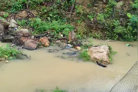 暴雨过后，小溪里水蛇🐍出没，水蛇🐍太大鸭子也不敢下嘴视频封面