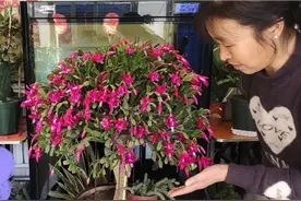 农婆婆的仙人指（蟹爪兰）养的真好，听她谈谈养护经验吧视频封面