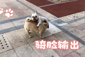 「酱」当小法斗遇见巴哥犬：骑脸输出！