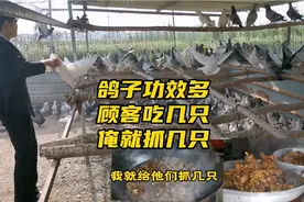 鸽子的营养价值和功效都很高.常吃非常有益.