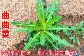 长相酷似蒲公英，人称曲曲菜，价值了不得，救过皇帝命的野菜