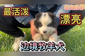 我见过最活泼的边境牧羊犬，真正意义上的撒手没，这也太可爱啦