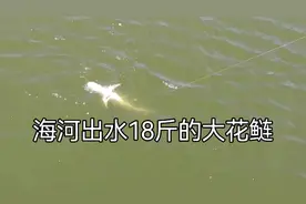 天津海河市区段出水18斤的大花鲢鱼视频封面