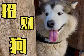 呆萌狗狗戴上墨镜，趴在店门口吸引游客，一脸蠢萌的样子太好笑了视频封面