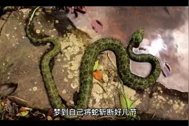 梦把蛇砍成几节周公解梦视频封面