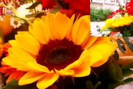 视频丨宁津男孩骑单车迎新娘！一路上收获很多祝福图片