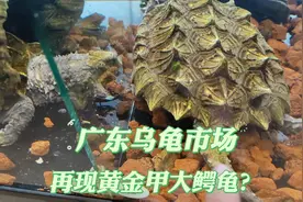 广东乌龟市场主营鳄龟的一家档口，这里黄金甲大鳄龟太好看了吧！