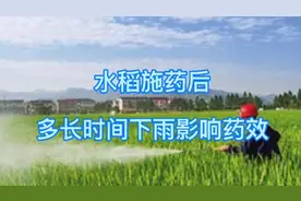 水稻施药后，需隔多长时间下雨，才只不会丧失药效视频封面
