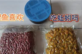 网购一斤蚯蚓钓鲤鱼是否可行，玉米麦粒蚯蚓到底哪种好用，在线等