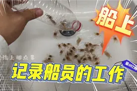 船员洗海水滤器洗出澳洲帝王蟹幼苗，结局你认同吗视频封面
