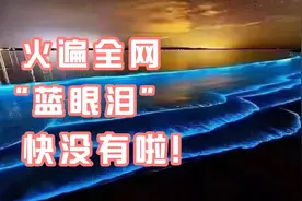 火遍全网的厦门“蓝眼泪”，再不去就没有啦！视频封面