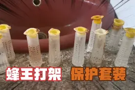 历经10天培育，蜂王即将破壳而出，老农传授：存王、介台、分蜂技