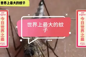 世界上最大的蚊子