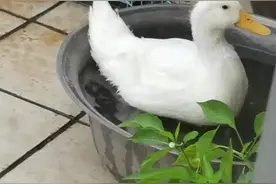 如何分辨鸭子公母？图片