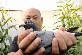 鸽子甩拉吐，喉咙里有呼噜声，不用急这个小妙招，效果真不错视频封面
