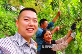 秦岭野生核桃大丰收，一天能摘五百斤，阿松一家齐上阵视频封面