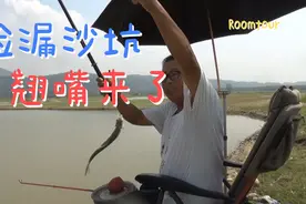 捡漏丹江退水沙坑第4坑，这翘嘴太多了，下竿就闹闹地上视频封面