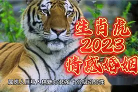 生肖虎2023情感婚姻视频封面