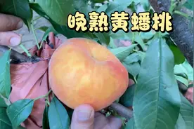 晚熟蟠桃品种“瑞潘101”大果可以达到一斤，糖度高到果汁粘手