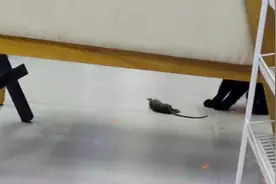 黑猫警长抓坏蛋全集视频封面