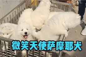 熊版微笑天使萨摩耶成年以后体重50斤左右性格温顺呆萌可爱惹人爱