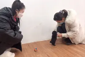 美女驾车350公里来挑选狗狗，一见面直往主人怀里扑，简直成精了视频封面