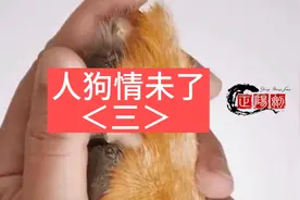 人狗情未了
    ＜三＞视频封面