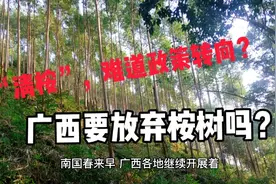 “清桉”，难道政策转向？广西要放弃桉树吗？视频封面