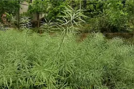 这个油菜品种荚果粗大，特别长，非常满尖，出油率都在43%左右视频封面