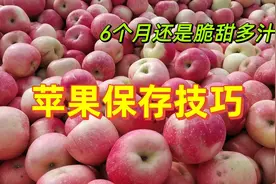 苹果保存别放冰箱和纸箱，老果农教你一招，6个月还是脆甜多汁视频封面