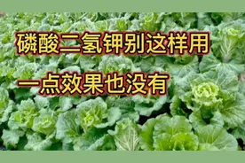 磷酸二氢钾不能混合这些肥料，否则一点效果也没有，别乱用视频封面