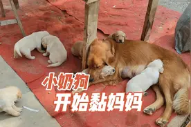 小奶狗们长大了，开始黏着狗妈妈，这个画面好温馨视频封面