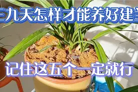 三九天怎样才能养好建兰？记住这五个“一定要”就行视频封面