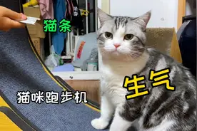 猫咪跑步机：从入门到放弃，只需要6根猫条…视频封面