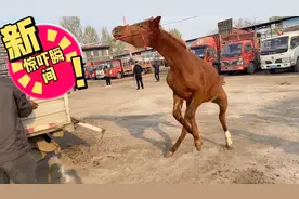 红色短尾小公马，瞬间受惊吓坏了，跳一跳叫一叫刨一刨，太兴奋了