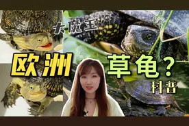 一种让人过目不忘的龟，你心动了吗？欧泽龟科普指南新手养龟必看