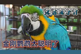 金刚鹦鹉🦜说话清晰模仿能力强，可惜私人没有证件不可以养殖