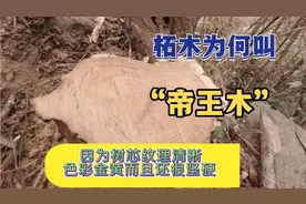 柘木又名帝王木，树芯纹理清晰，色彩金黄且坚硬视频封面