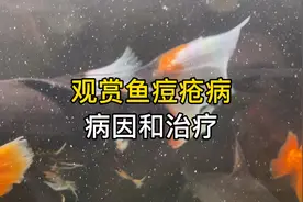 观赏鱼痘疮病的原因和治疗方法，调节水质的技巧，白点疙瘩是痘疮视频封面