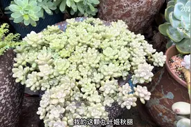 这十款肉肉，夏季不休眠还在快速生长，有一款大缸都快满足不了了视频封面