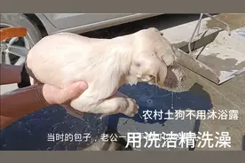 农村土狗不用沐浴露，用洗洁精洗澡，是它不配吗？视频封面