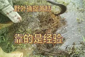 想在农村野外捕到黄鳝，没有经验可不行，看看农村是怎样去做到的