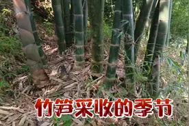 广西岭南一带有一种竹子叫大头竹，竹笋产量非常高，你们见过吗？视频封面