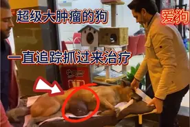 马路边发现一只狗狗肿瘤很大，一直追踪纪录全过程，救助流浪狗！视频封面